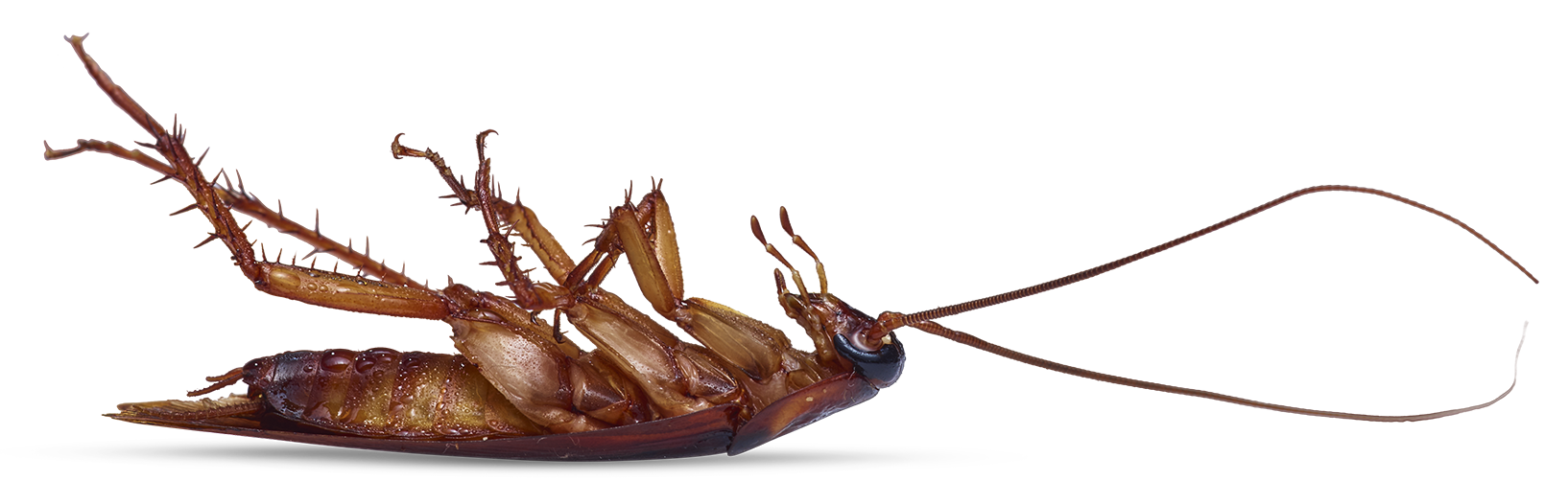 Zevo Safe* & Naturallyinspired Insect Traps, Sprays, & Repellents